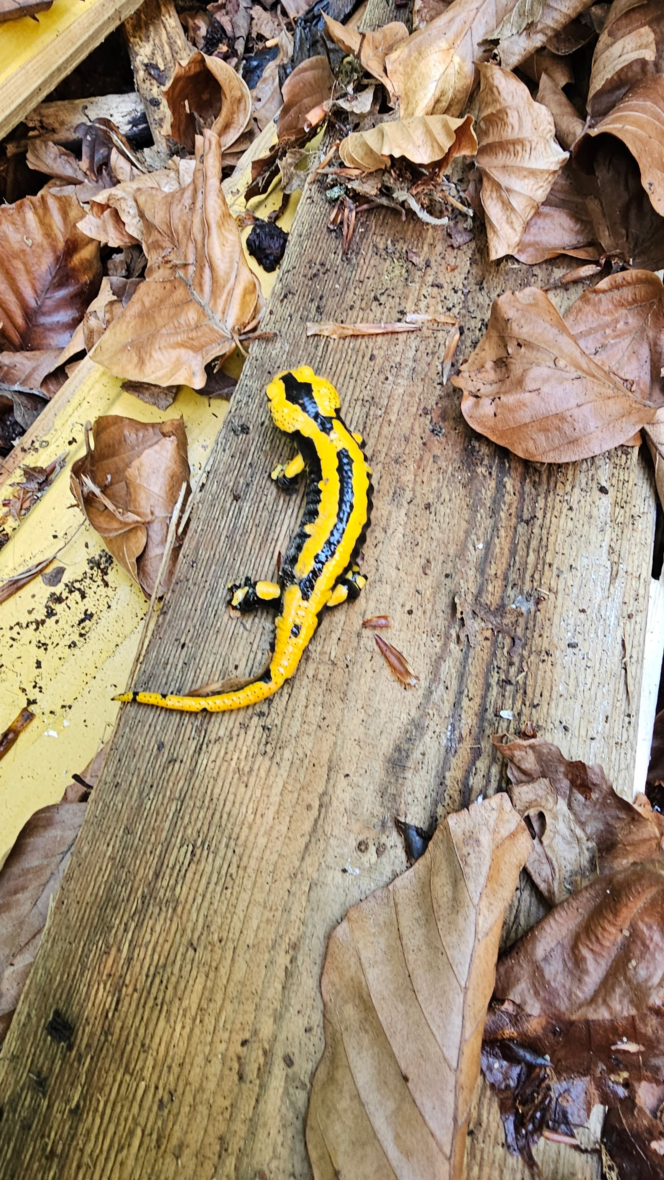 Unser Dorfmitbewohner- das Feuersalamander. Schwarz-weiß Fotografie in Münster. Fotografin Viktoria Roschen