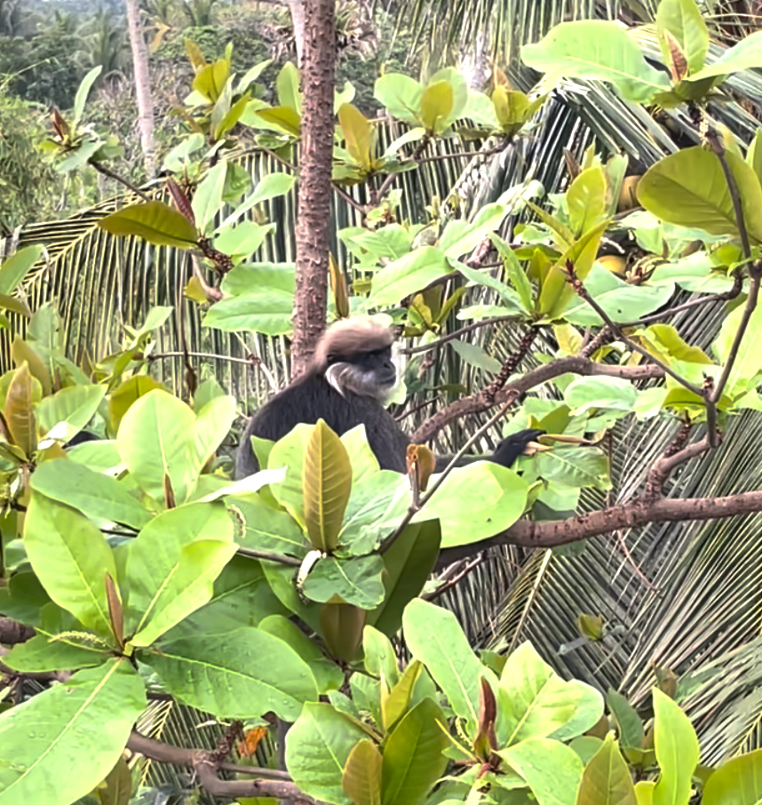 Sri Lanka'ya Seyahat Etmenin Artıları ve Eksileri - Kapsamlı Bir Rehbe