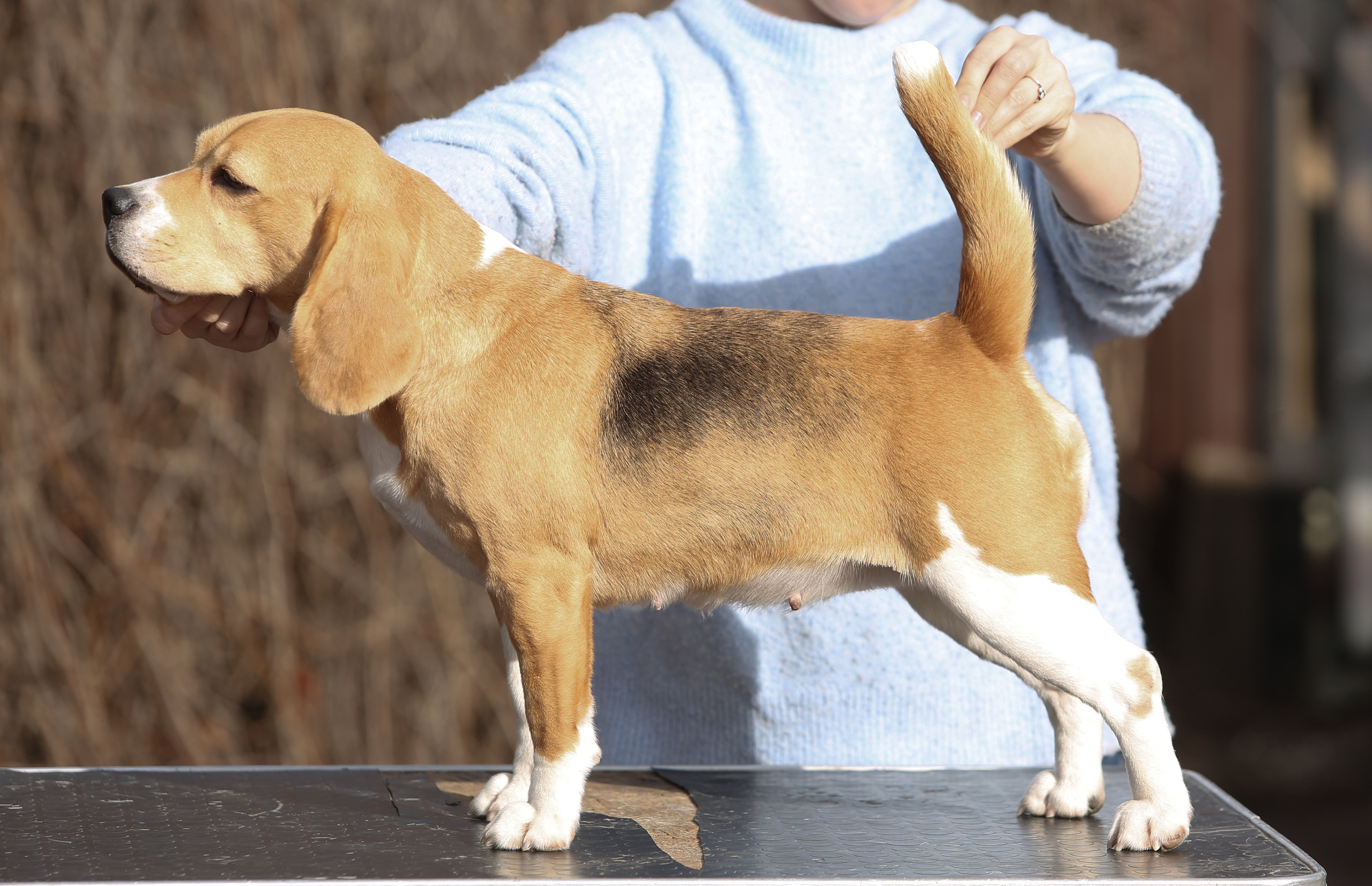 Krepish + Karamel. Питомник биглей Selesta’s Dreams