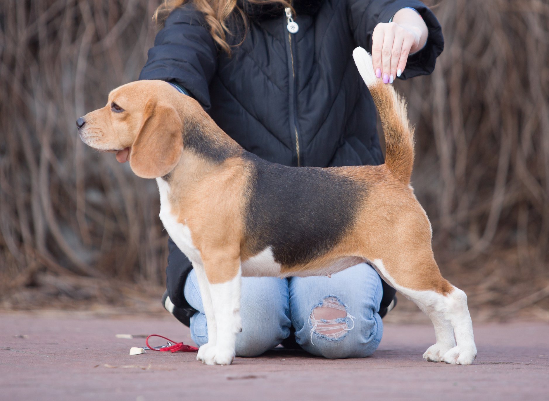 Персик. Розплідник біглей в Україні