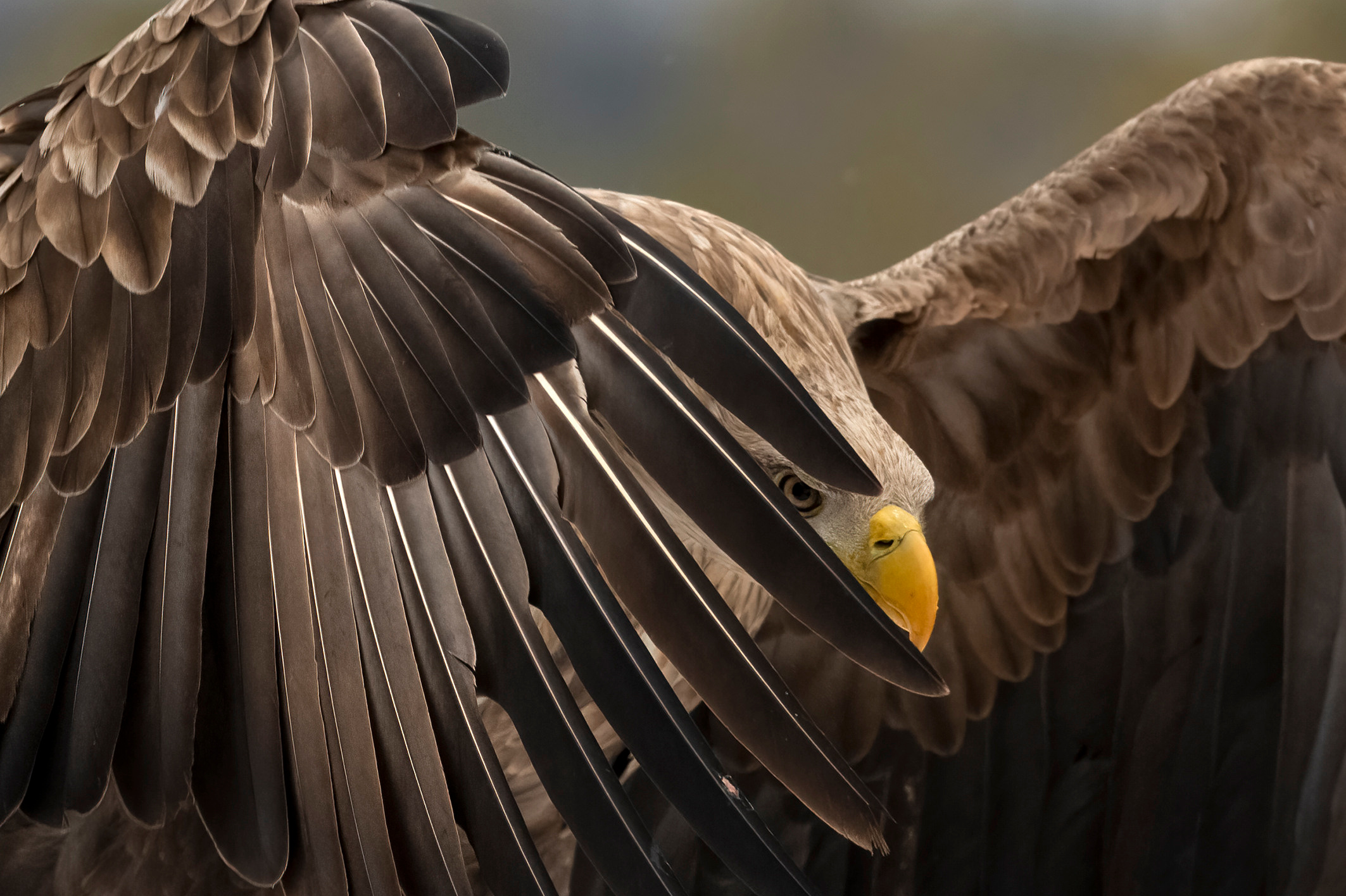 White-tailed eagle, Andrejs Jesko