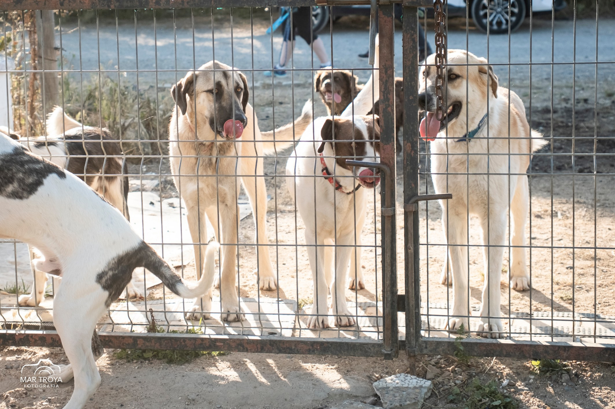 Navidad 2025. Fotos con huella, fotografía de perros y mascotas en Sevilla