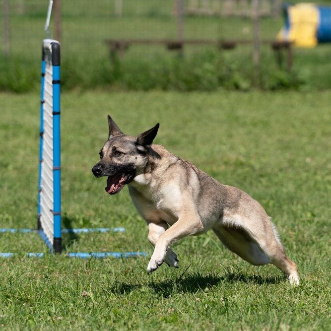 Un cane corre su un campo d'erba durante un percorso di hoopers. Il suo corpo è proteso in avanti, con la bocca aperta e le orecchie sollevate, segno di concentrazione e entusiasmo. Accanto a lui, un ostacolo verticale con barre orizzontali fa parte del percorso. Sullo sfondo, una recinzione e altri elementi di agilità, tra cui un tunnel, completano la scena dinamica.