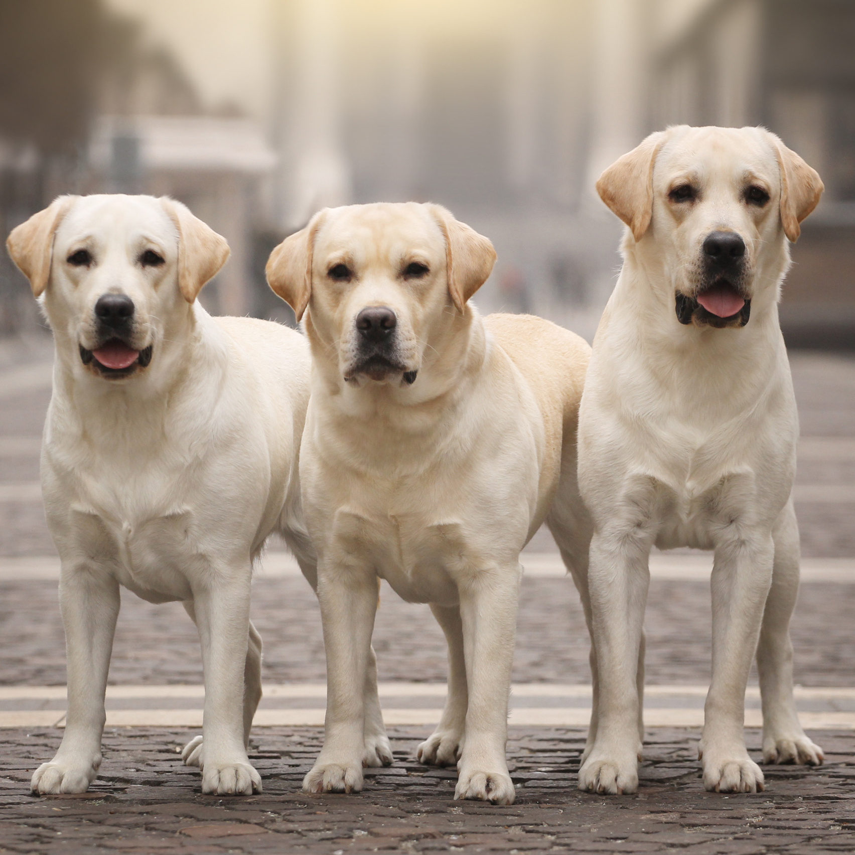 About. Pet photographer Kateryna Mumzhynska