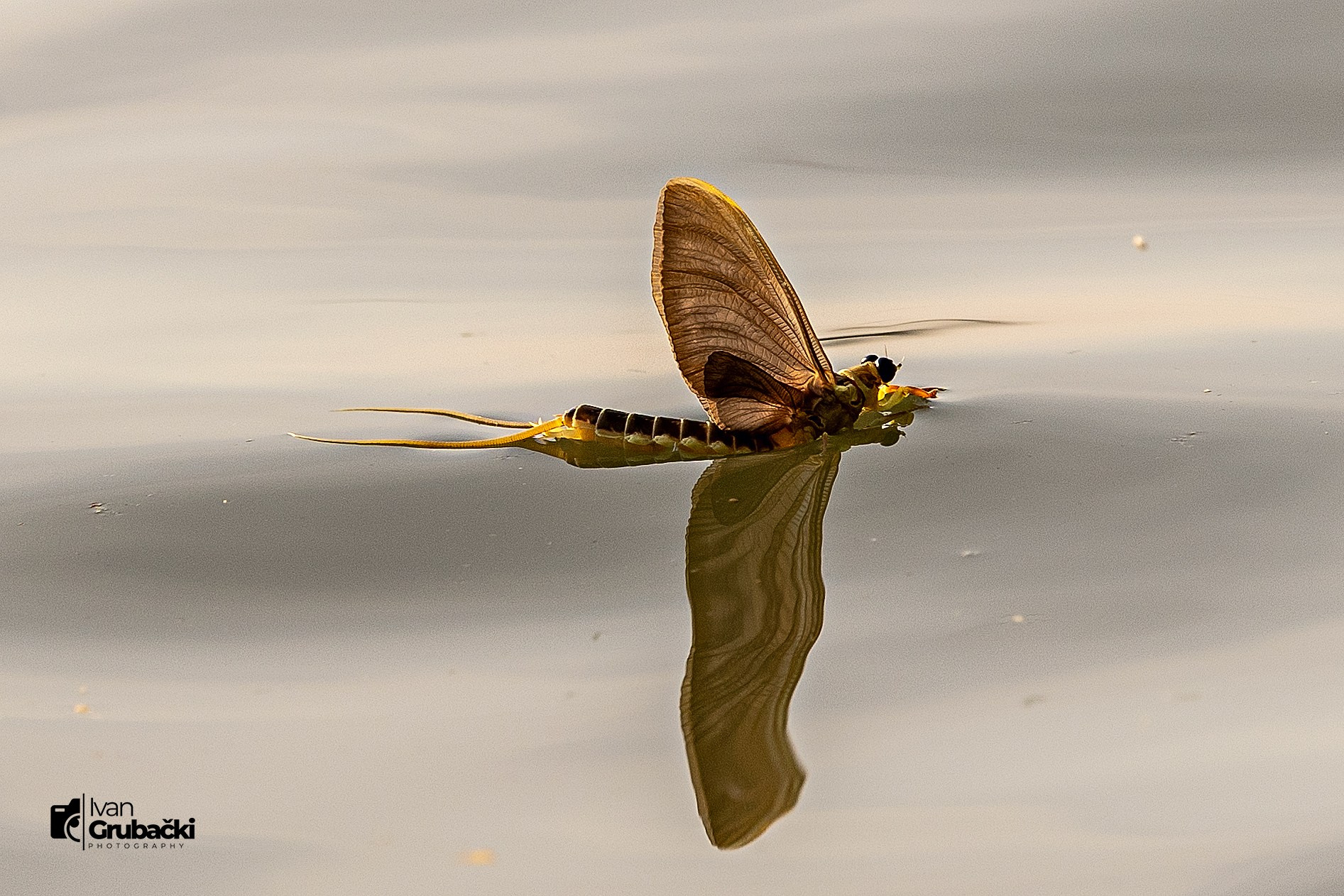 📸 Fotografisanje cvetanja Tise sa Foto klubom CD13. Fotograf Ivan Grubački