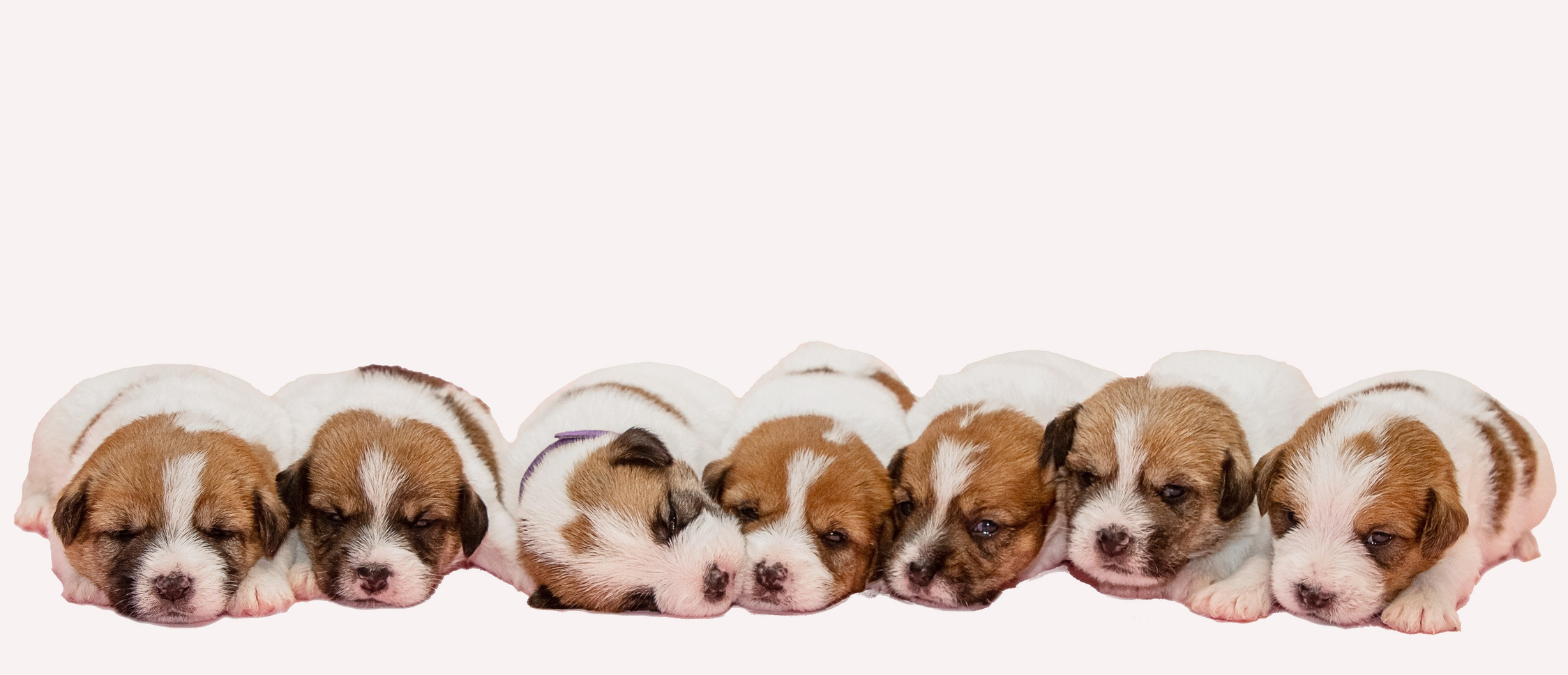 Труднощі у виборі цуценяти без досвіду: як не помилитися при виборі собаки, відповіді на часті запитання при виборі та купівлі цуценяти,