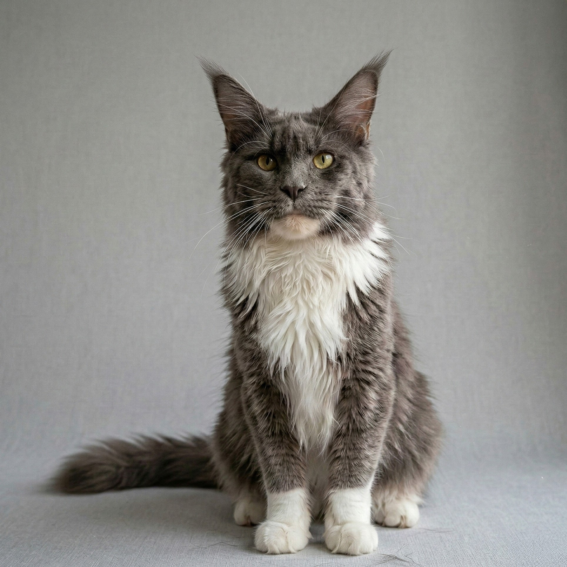 Senator Quennie. Senator Cat — Maine Coon cattery