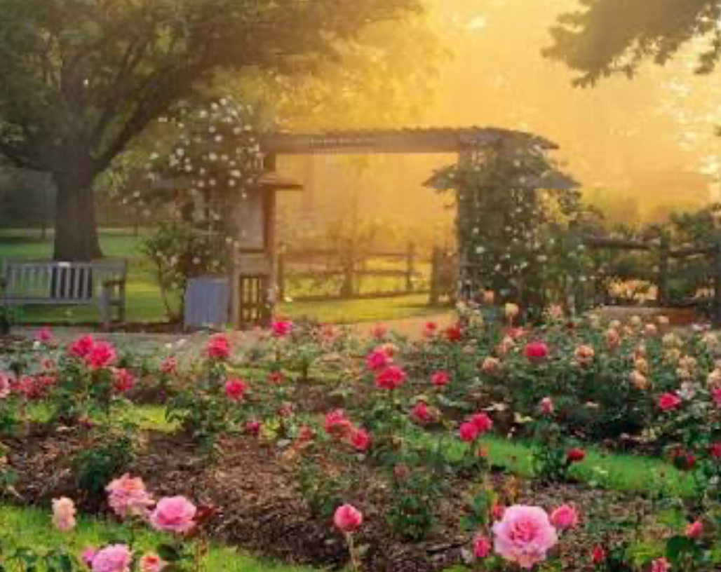 Romantic Surprise Proposal at Park of Roses. Kovyphoto