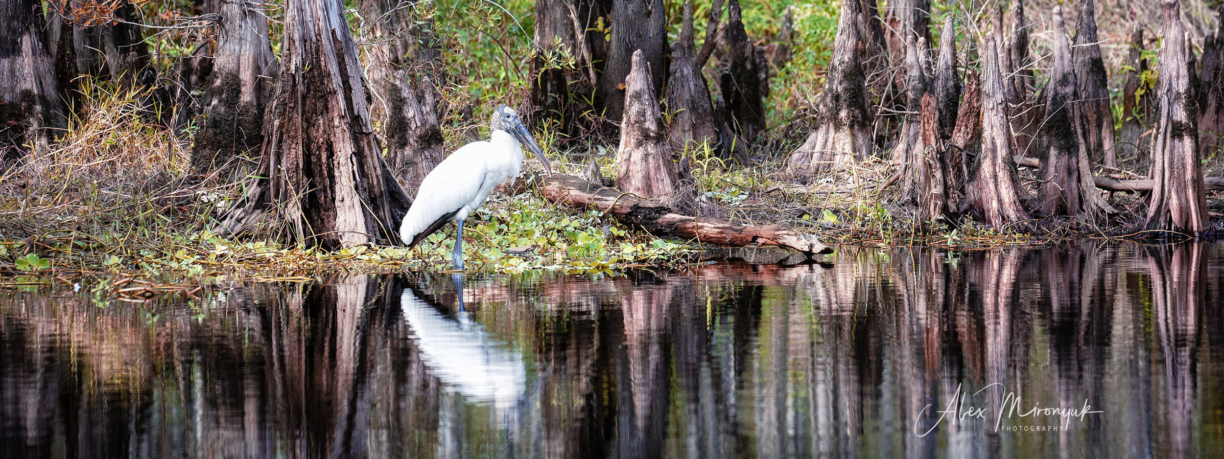 Winter in Florida. Alex Mironyuk Photography