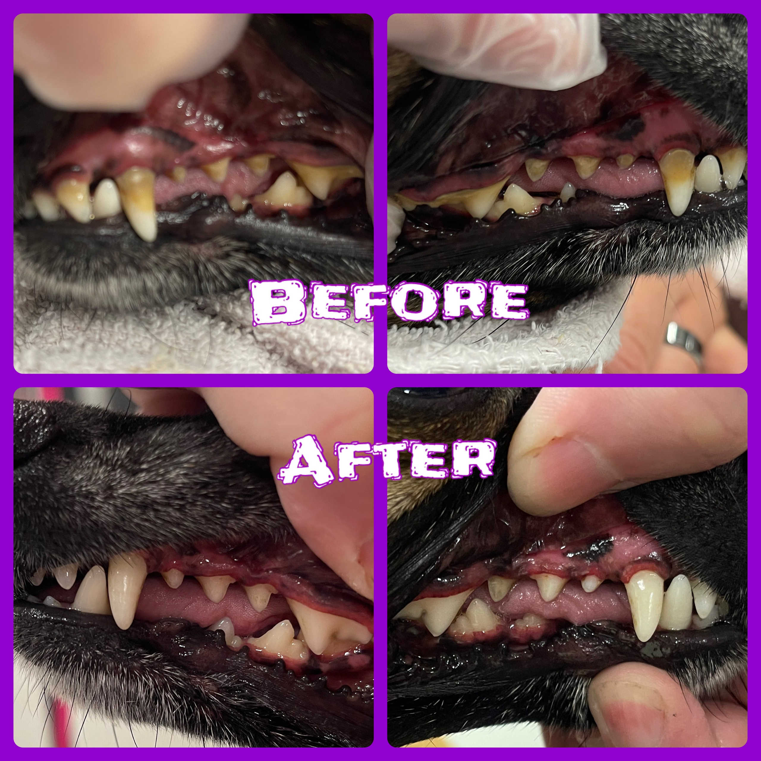 DENTAL. Doggie Stylz Pet Salon