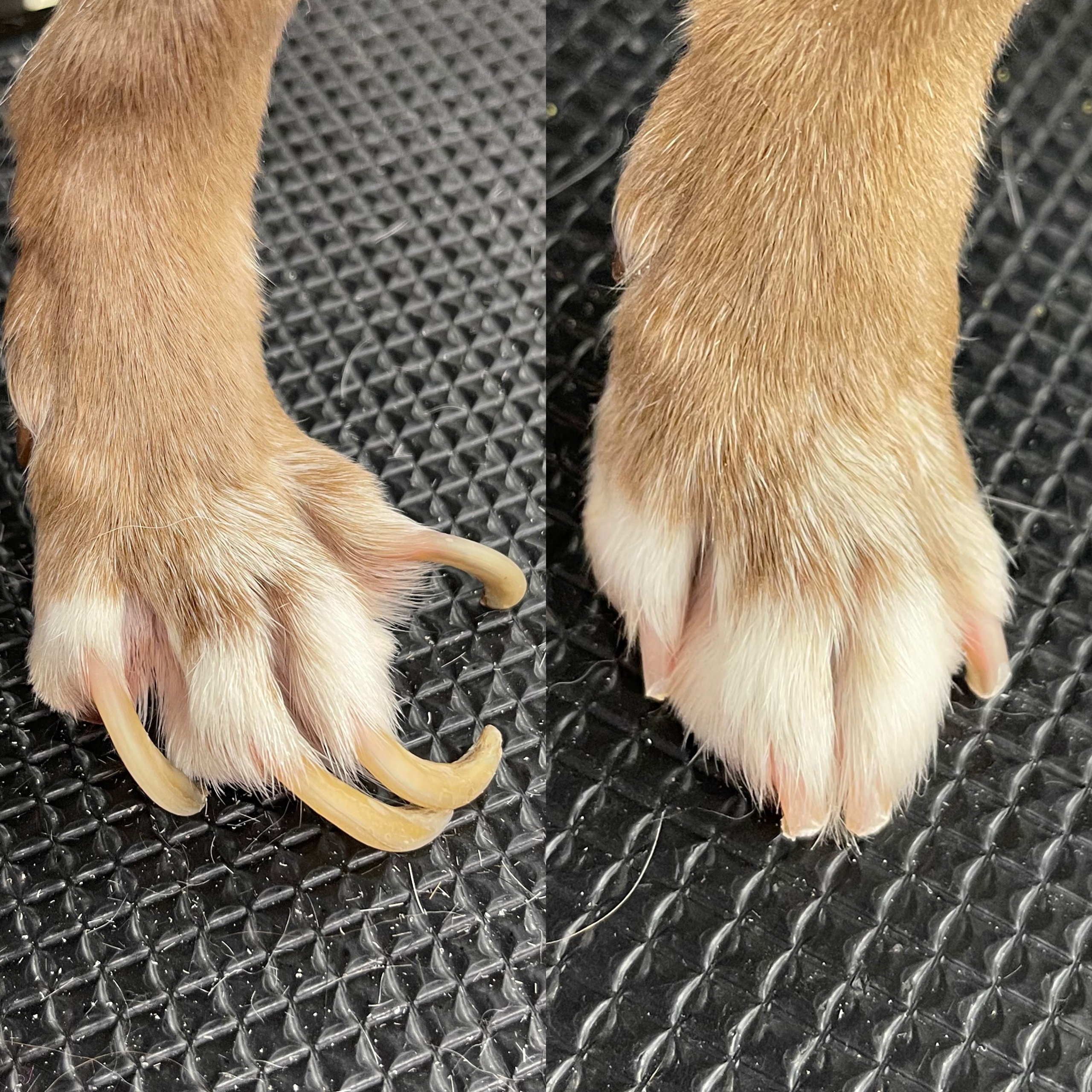 NAILS. Doggie Stylz Pet Salon