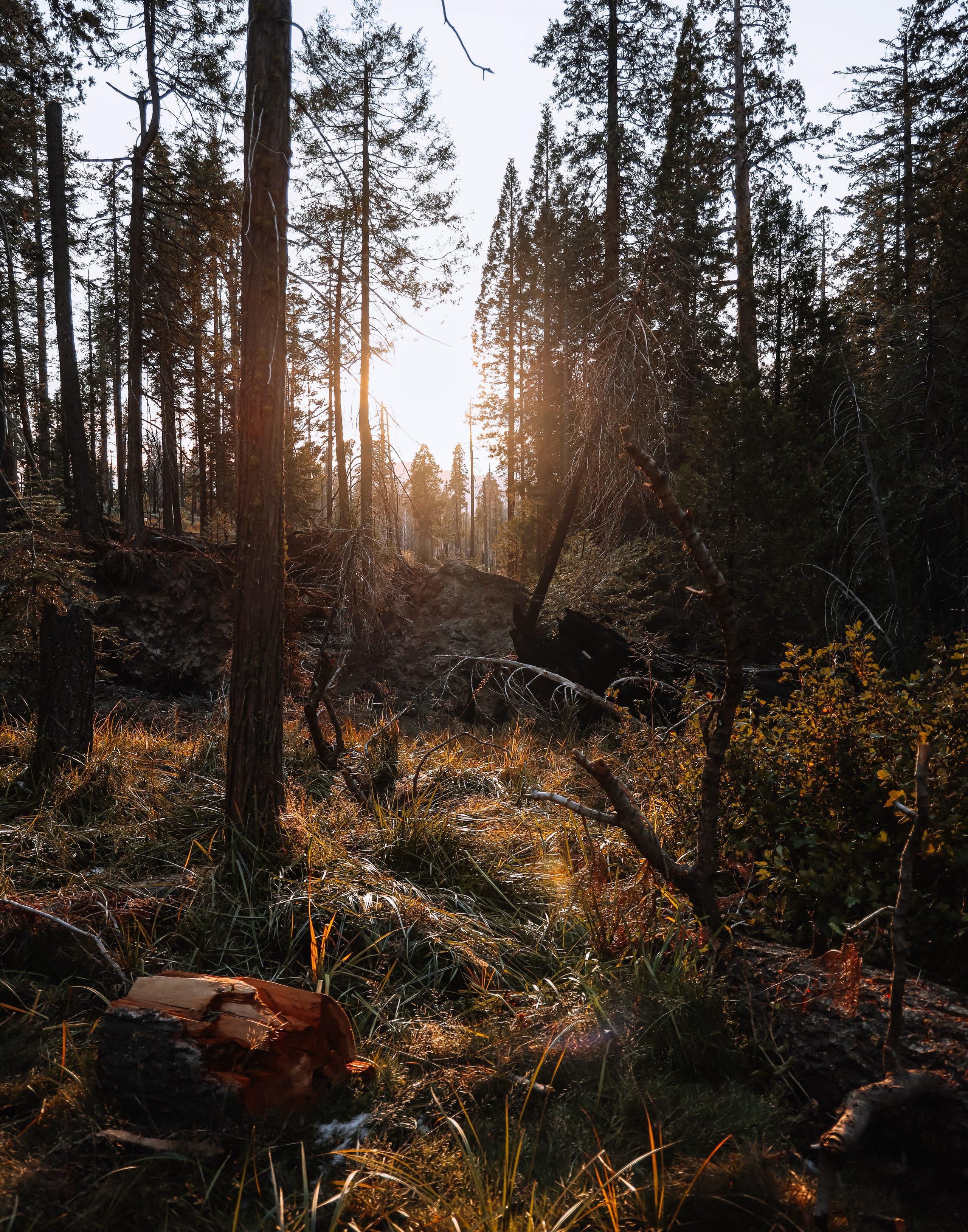 Print shop. Nailya Galibabayeva — San Francisco & Bay Area Photographer