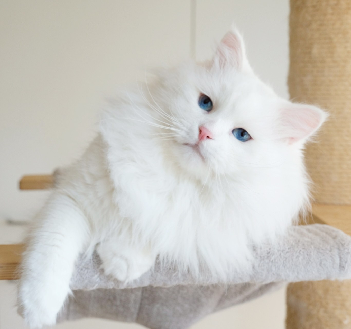 Contact. SIBERIALIS: Katzenzucht von Sibirischen und Neva Masquarade Katzen