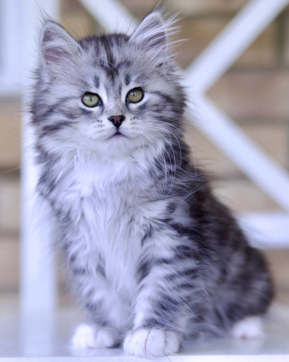 Fluffy silver tabby siberian kitten with bright eyes - hypoallergenic kitten for adoption in Texas