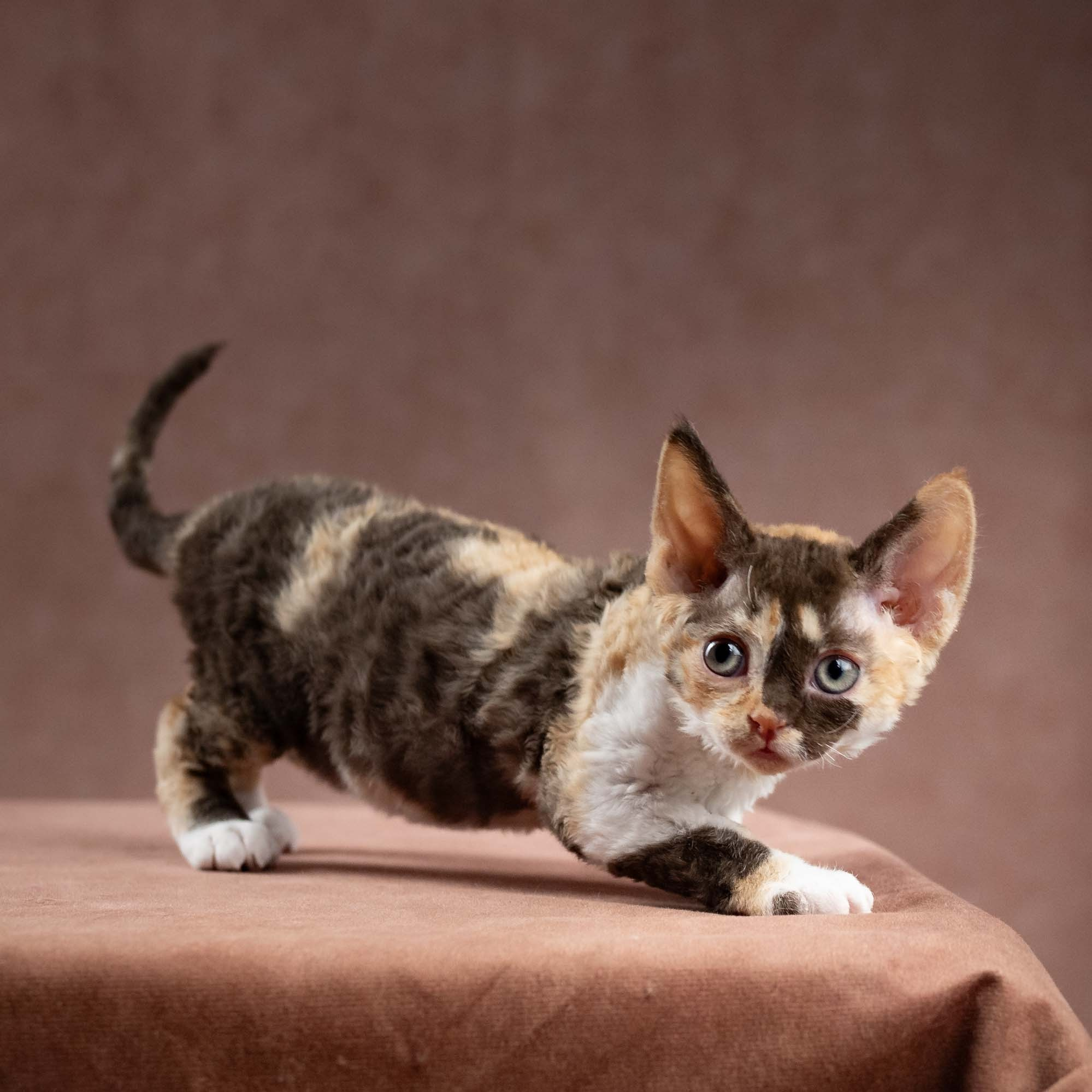 KITTENS. Devon Rex Pixie Cattery