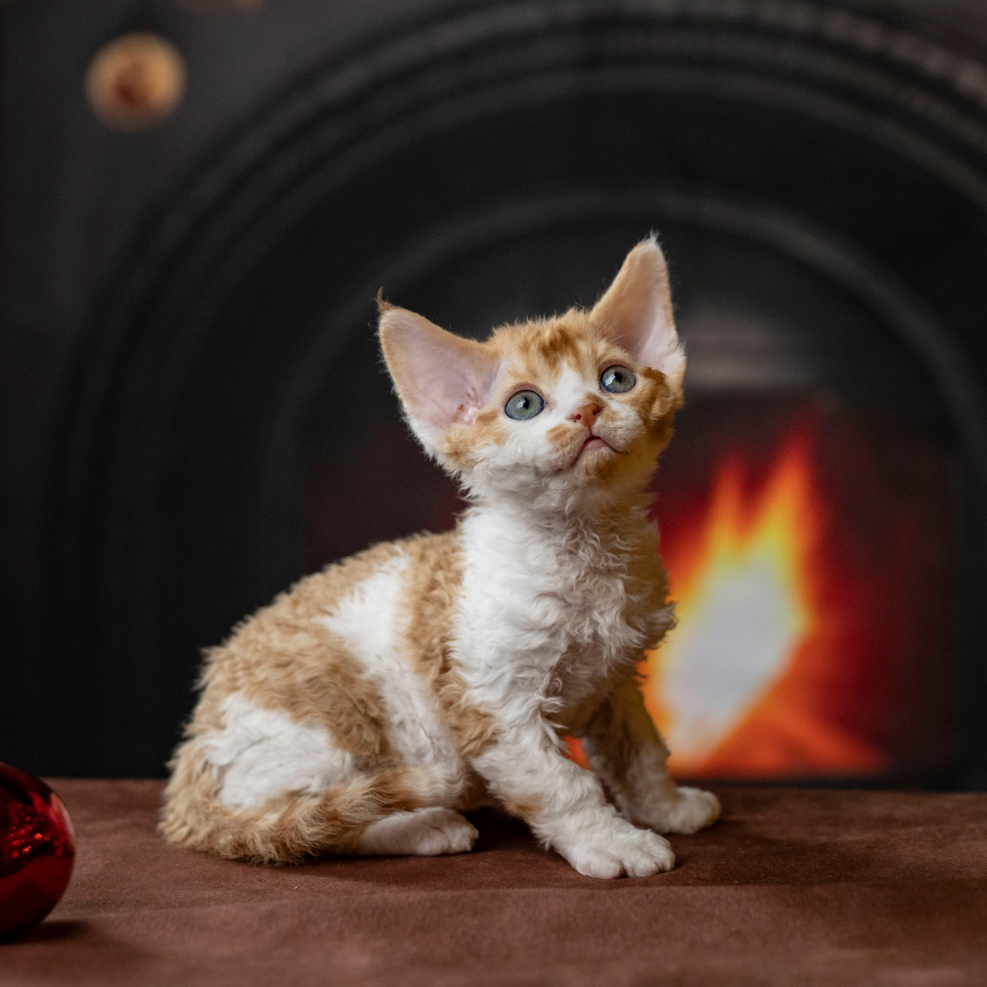 KITTENS. Devon Rex Pixie Cattery