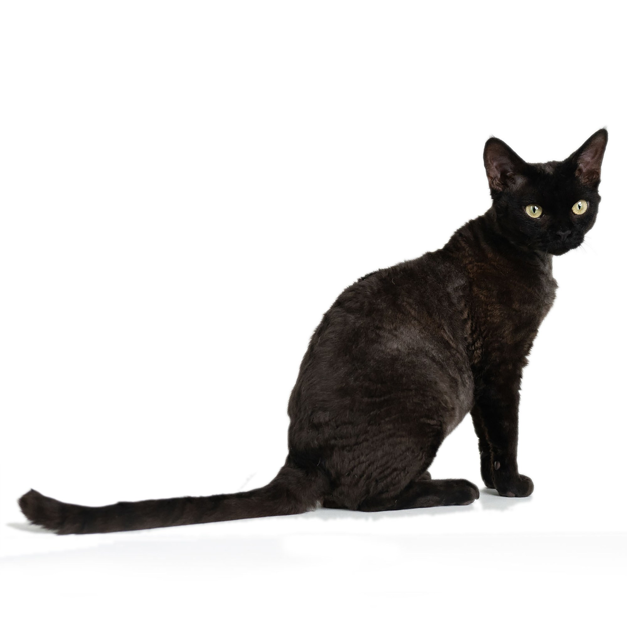 KITTENS. Devon Rex Pixie Cattery