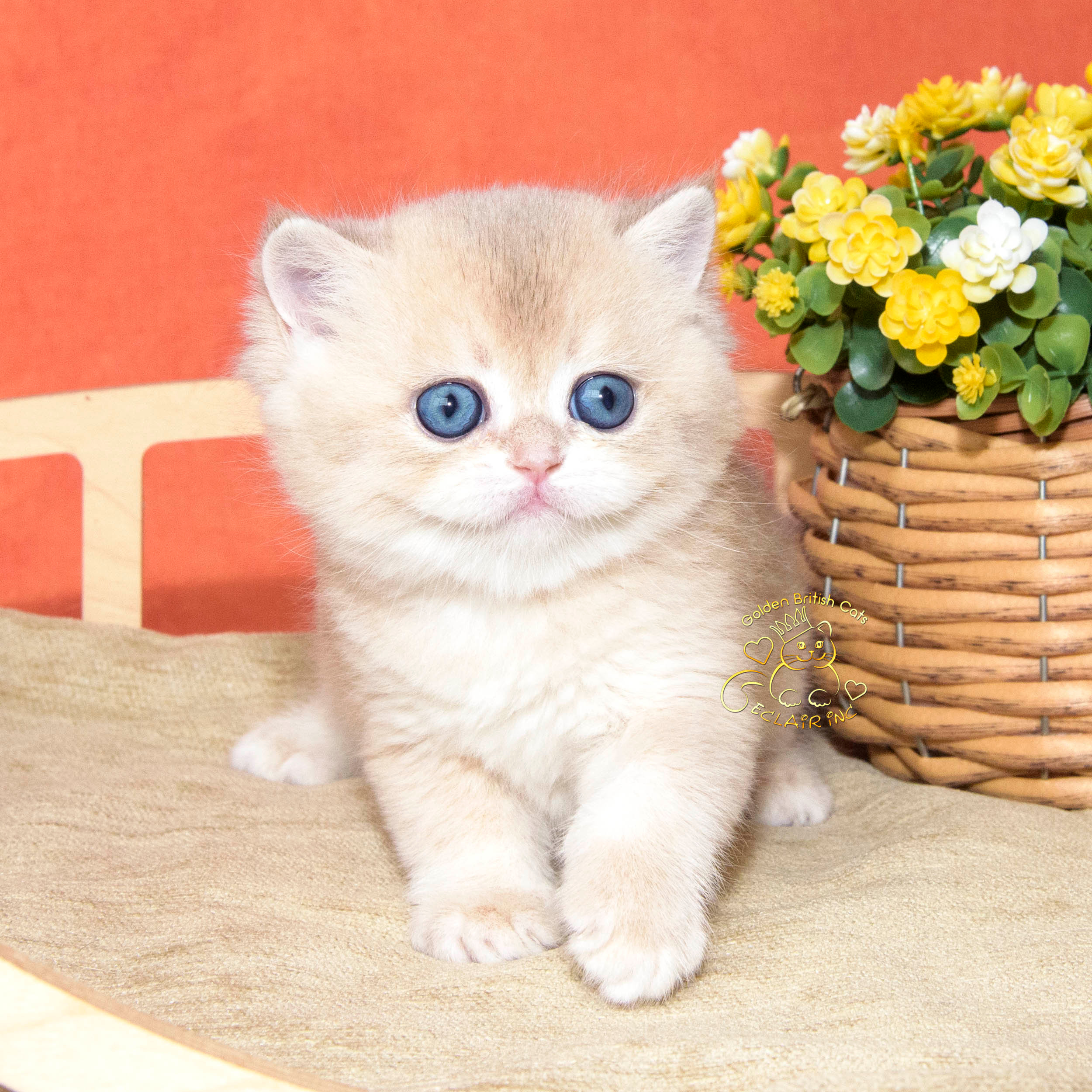Лист ожидания. British shorthair Cyprus, british shorthair cattery in UK, british cat