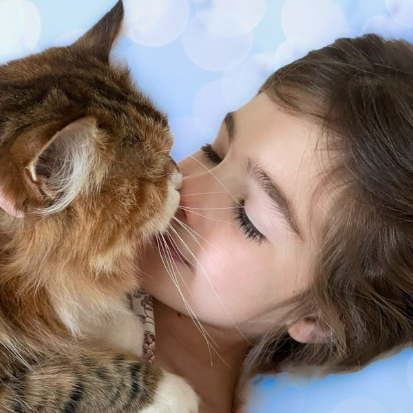 a little girl snuggling fluffy Siberian kitten.