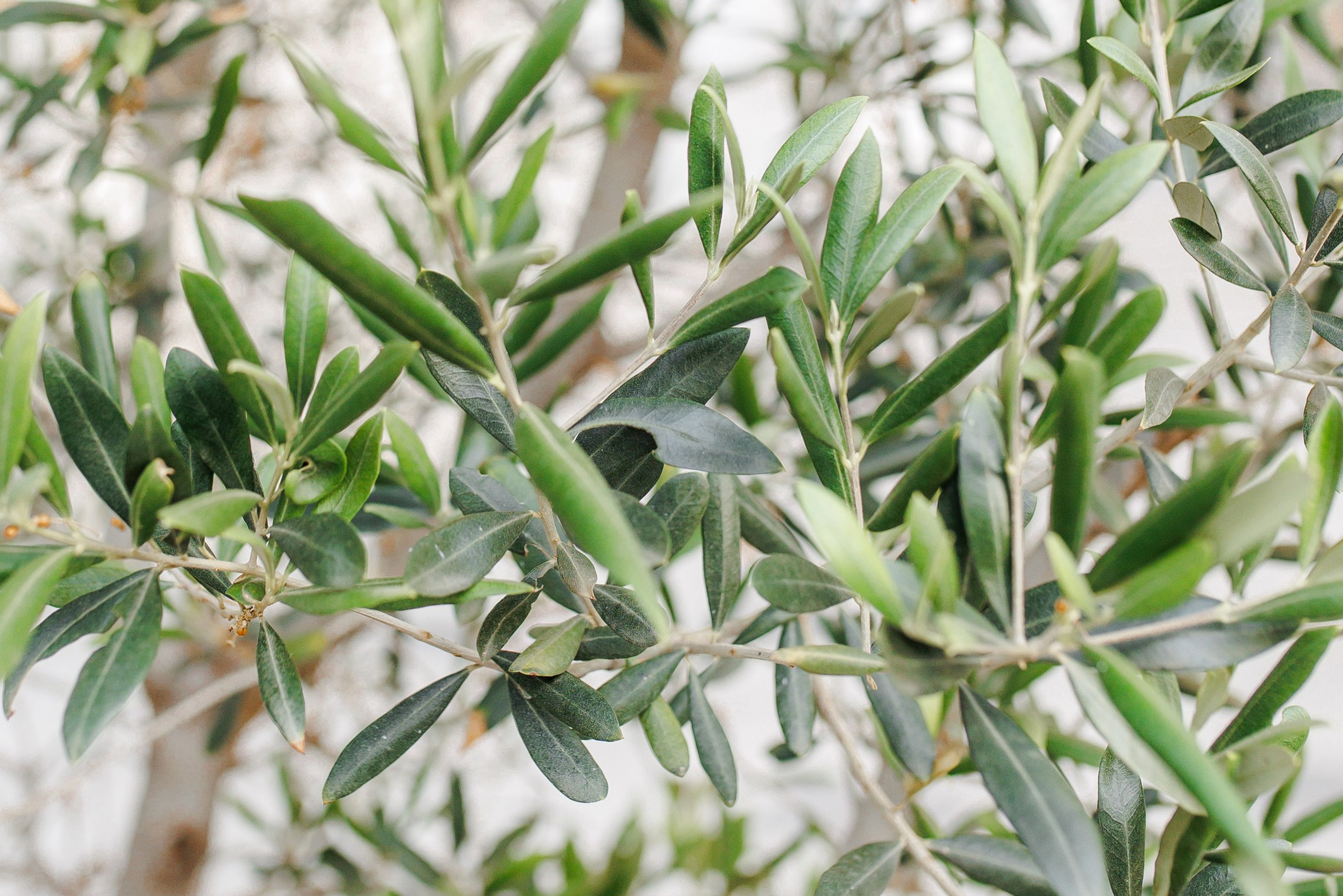 Engagement Session in Barcelona’s Gothic Quarter. Wedding Photographer in Barcelona Lana Alekhina