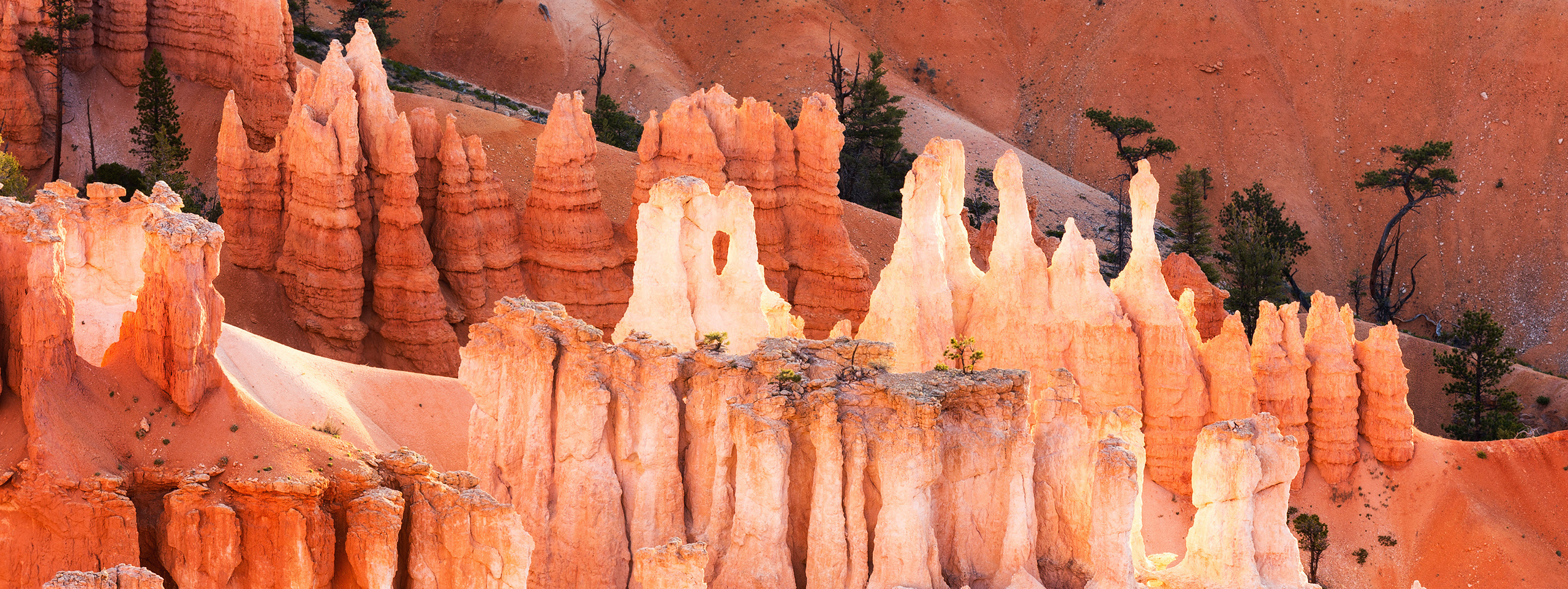 Terms and Conditions. Pet, Senior, Landscape, portrait studio, photographer in Miami and Sou