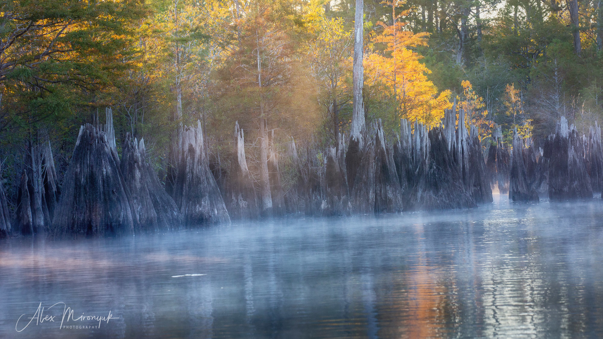 Cypress Swamps Adventure. Alex Mironyuk Photography