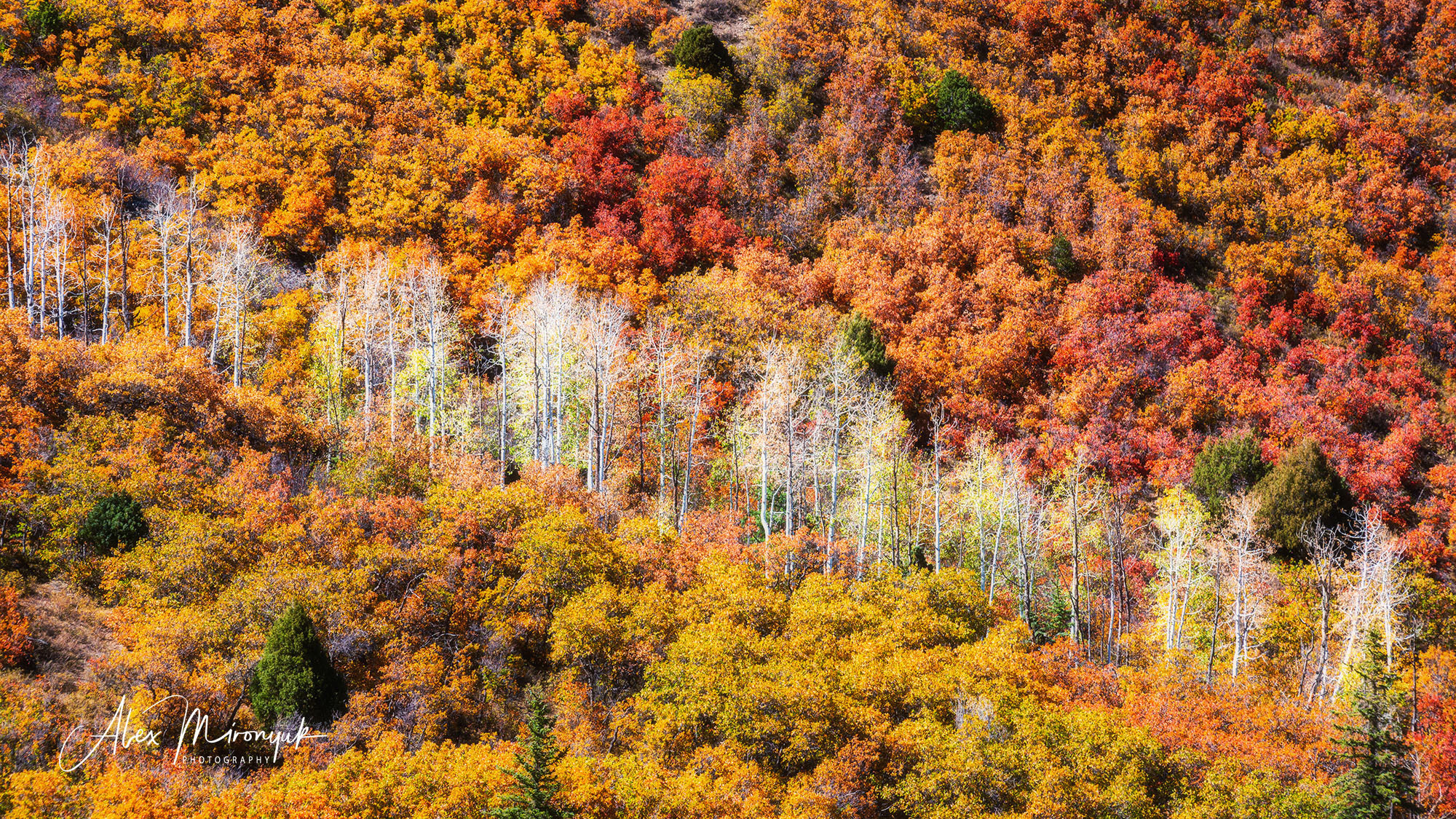 Colors of Colorado & New Mexico. Pet, Senior, Landscape, portrait studio, photographer in Miami and Sou
