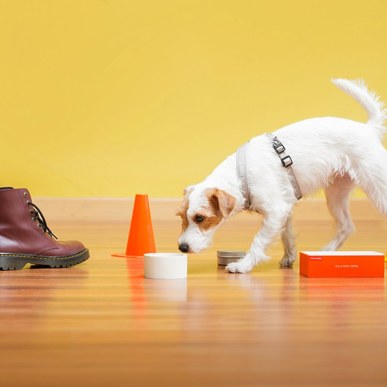 Подарунки. Фотограф-анімаліст Київ