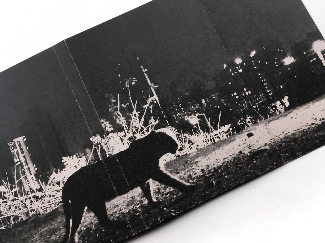 Safari. Marta Ladokhina