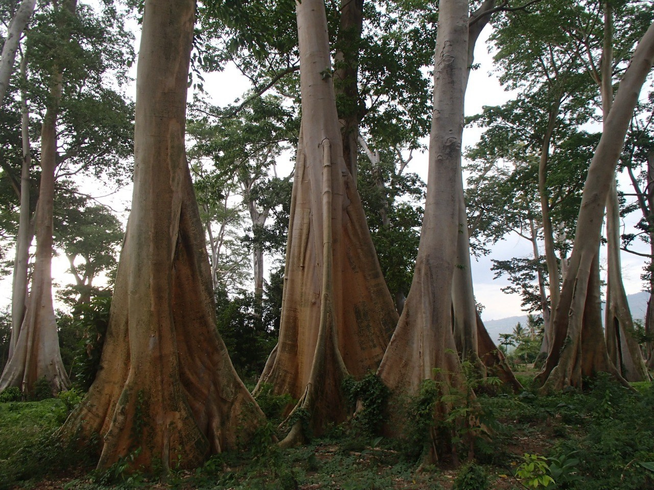 May 2 — 5 Sumbawa Whale Shark Tour via Lombok. Individual and couple Photographer in Bali — Bali Dream Photo