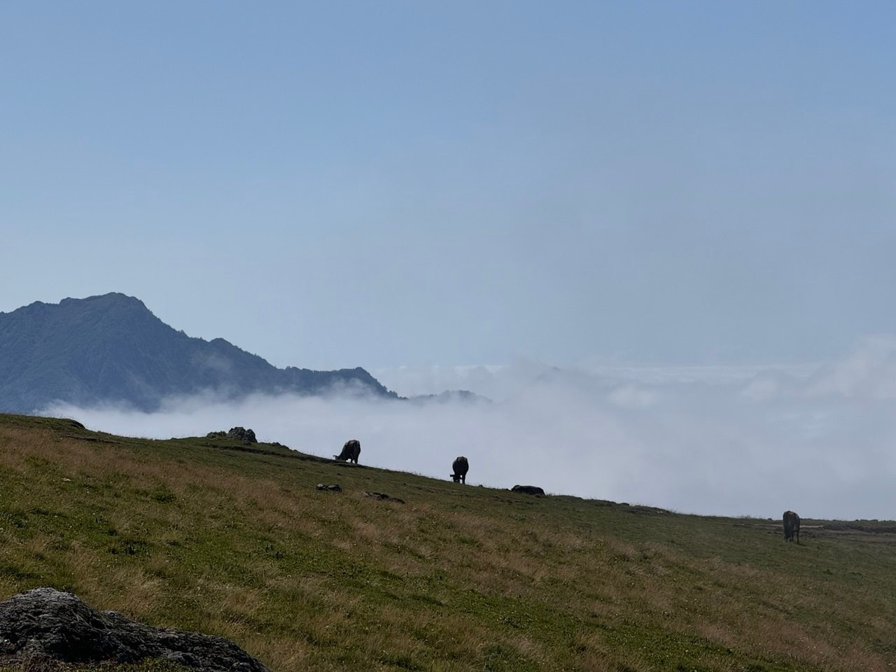 «Сердце гор» (2025). Художник живописец Савелова Ольга