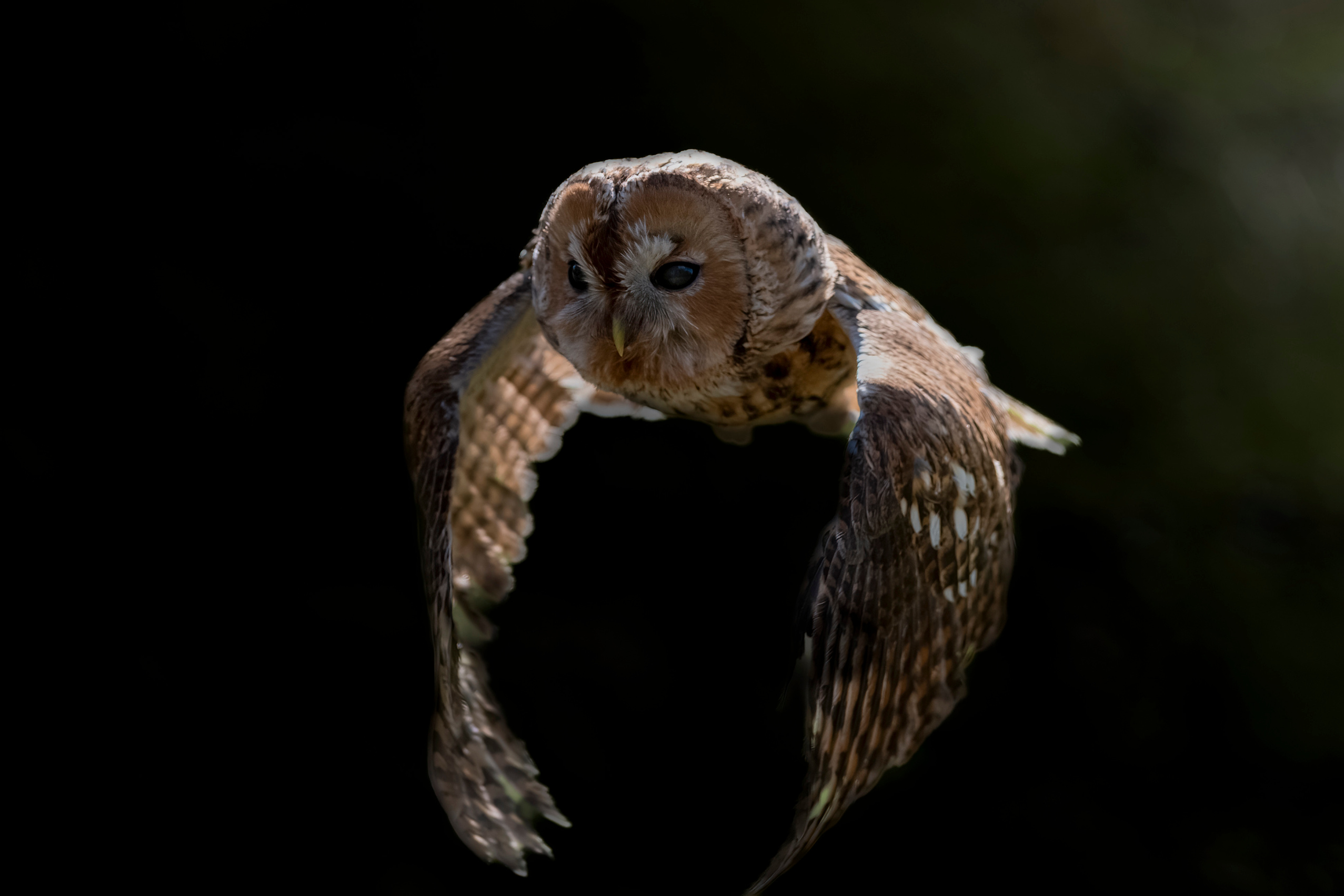 Tawny owl, Andrejs Jesko wildlife photography