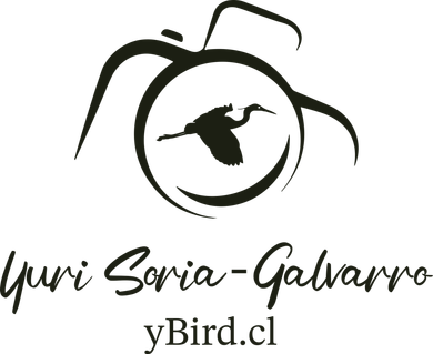 ybird.cl