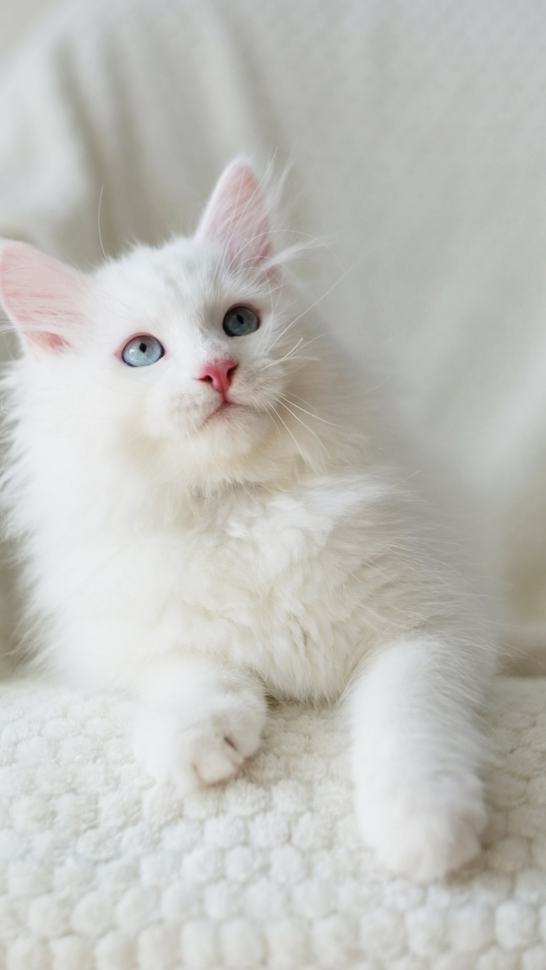 Wir haben Kätzchen! | Kittens. SIBERIALIS: Katzenzucht von Sibirischen und Neva Masquarade Katzen
