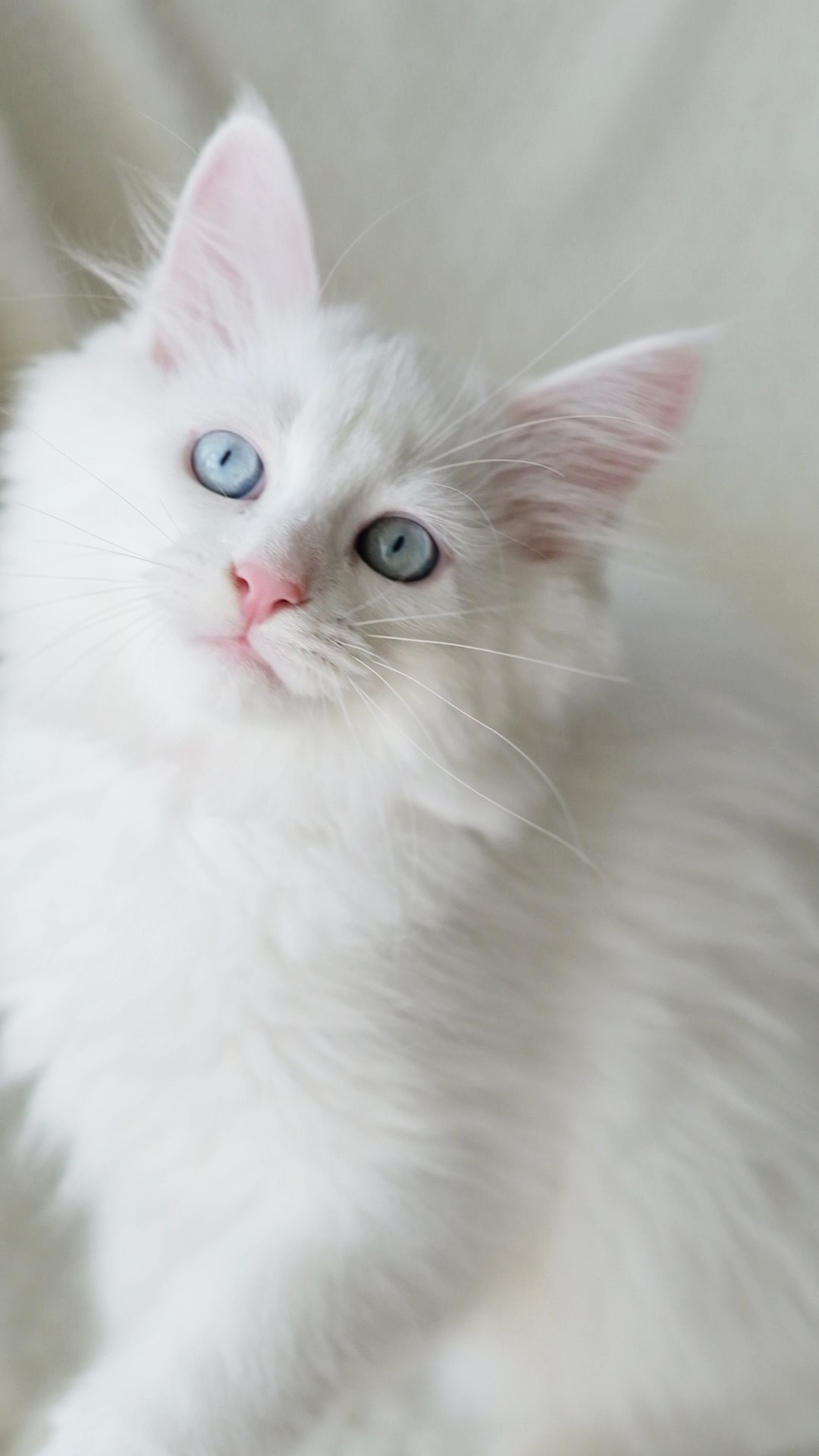 Wir haben Kätzchen! | Kittens. SIBERIALIS: Katzenzucht von Sibirischen und Neva Masquarade Katzen