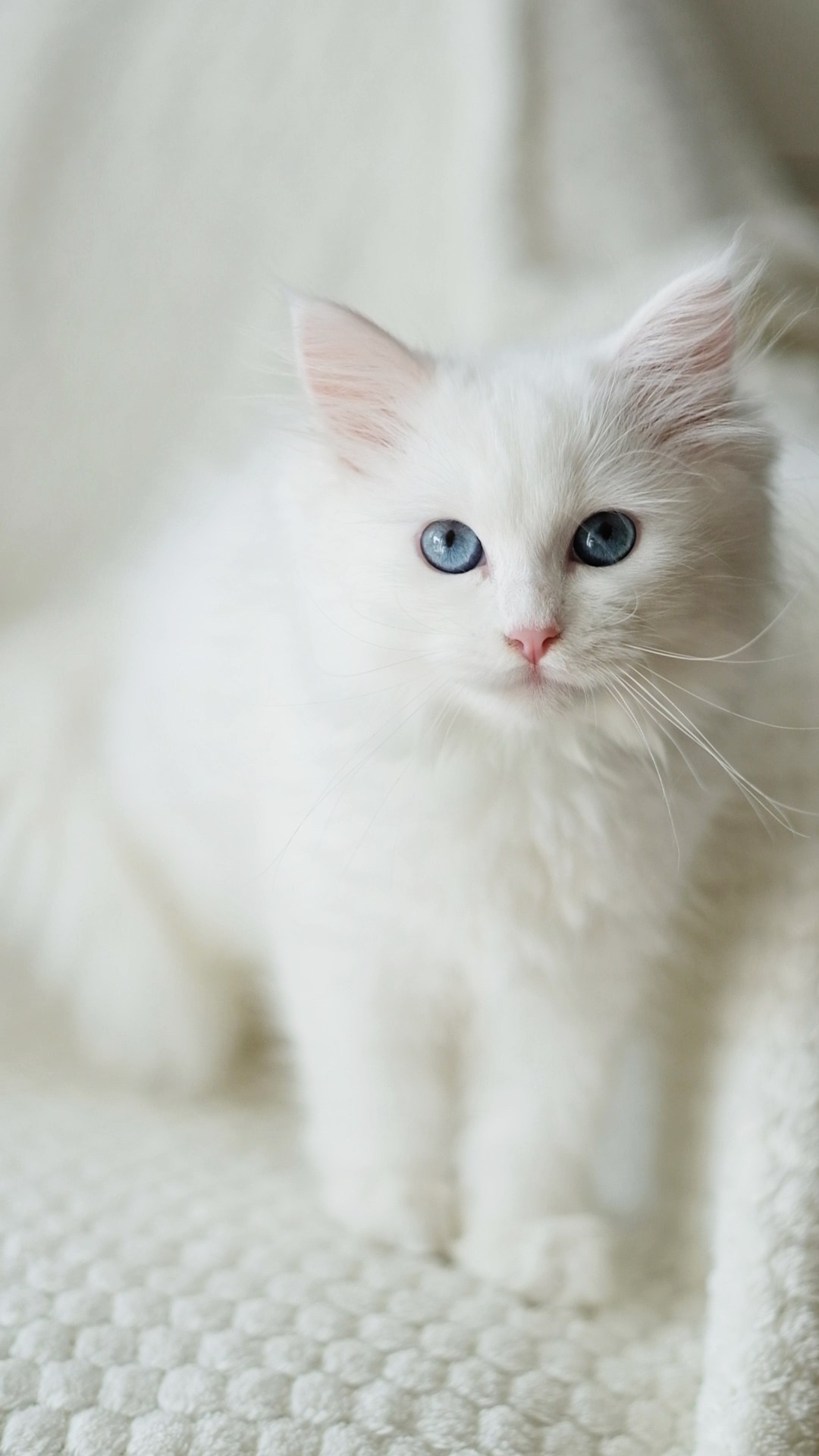 Wir haben Kätzchen! | Kittens. SIBERIALIS: Katzenzucht von Sibirischen und Neva Masquarade Katzen