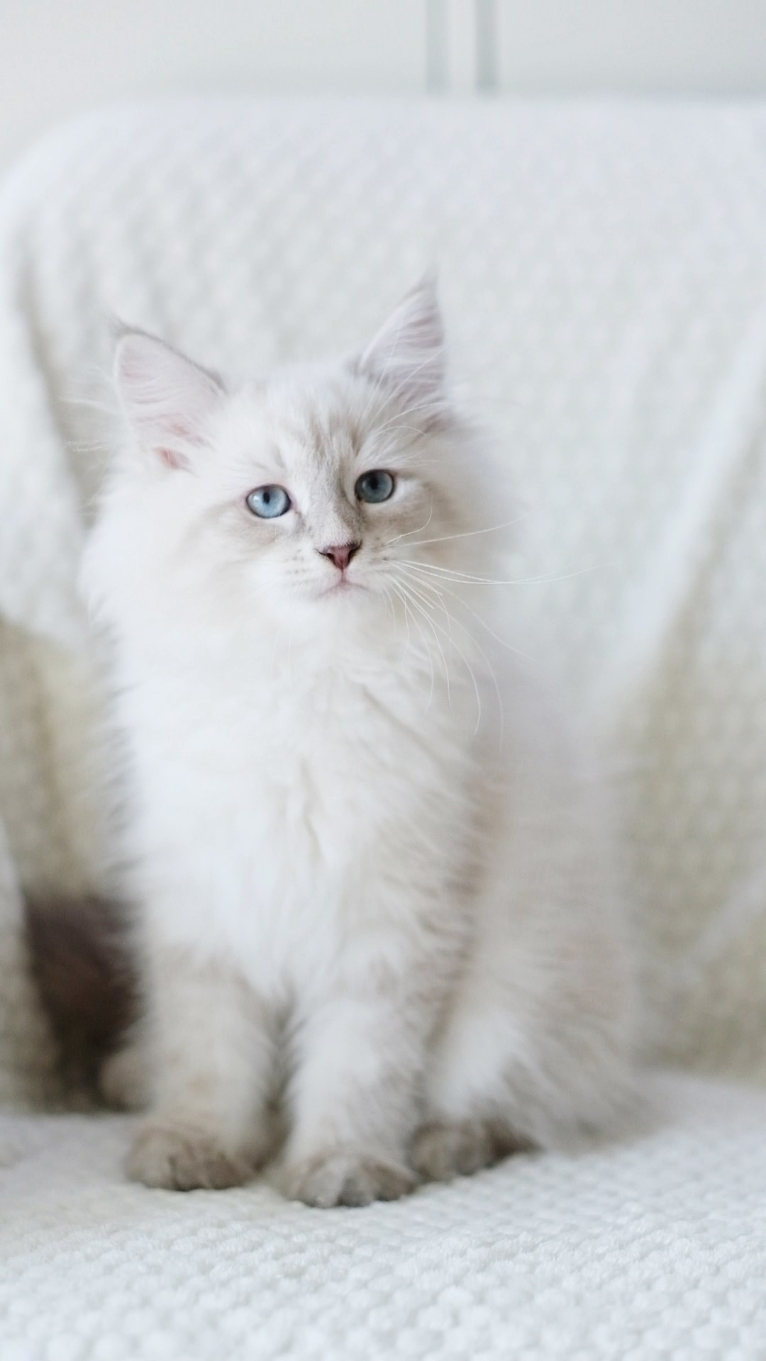 Wir haben Kätzchen! | Kittens. SIBERIALIS: Katzenzucht von Sibirischen und Neva Masquarade Katzen