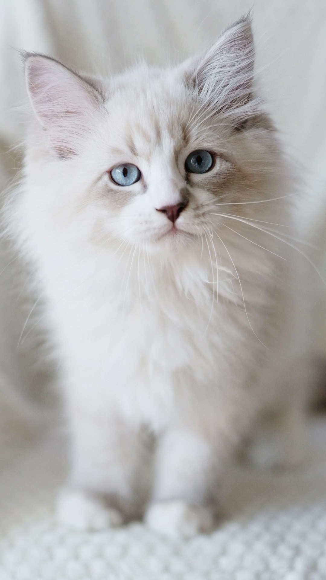 Wir haben Kätzchen! | Kittens. SIBERIALIS: Katzenzucht von Sibirischen und Neva Masquarade Katzen