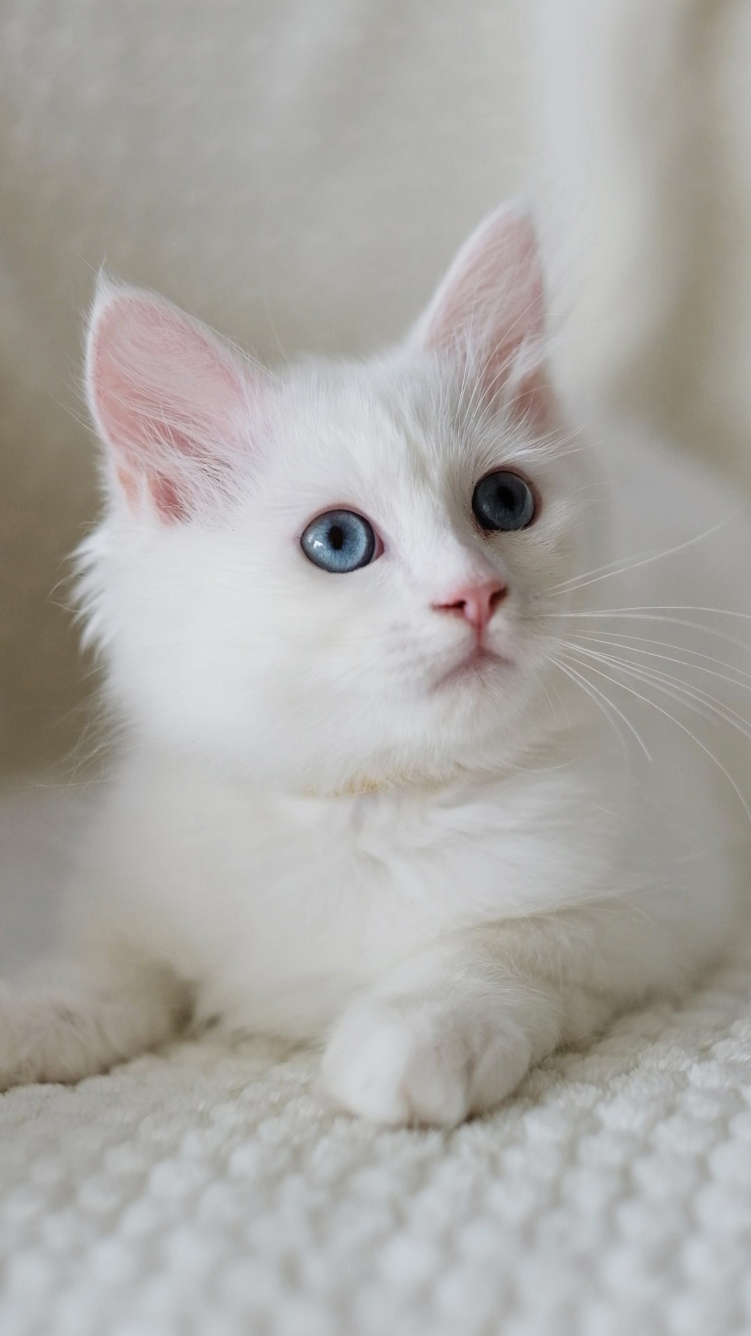 Wir haben Kätzchen! | Kittens. SIBERIALIS: Katzenzucht von Sibirischen und Neva Masquarade Katzen