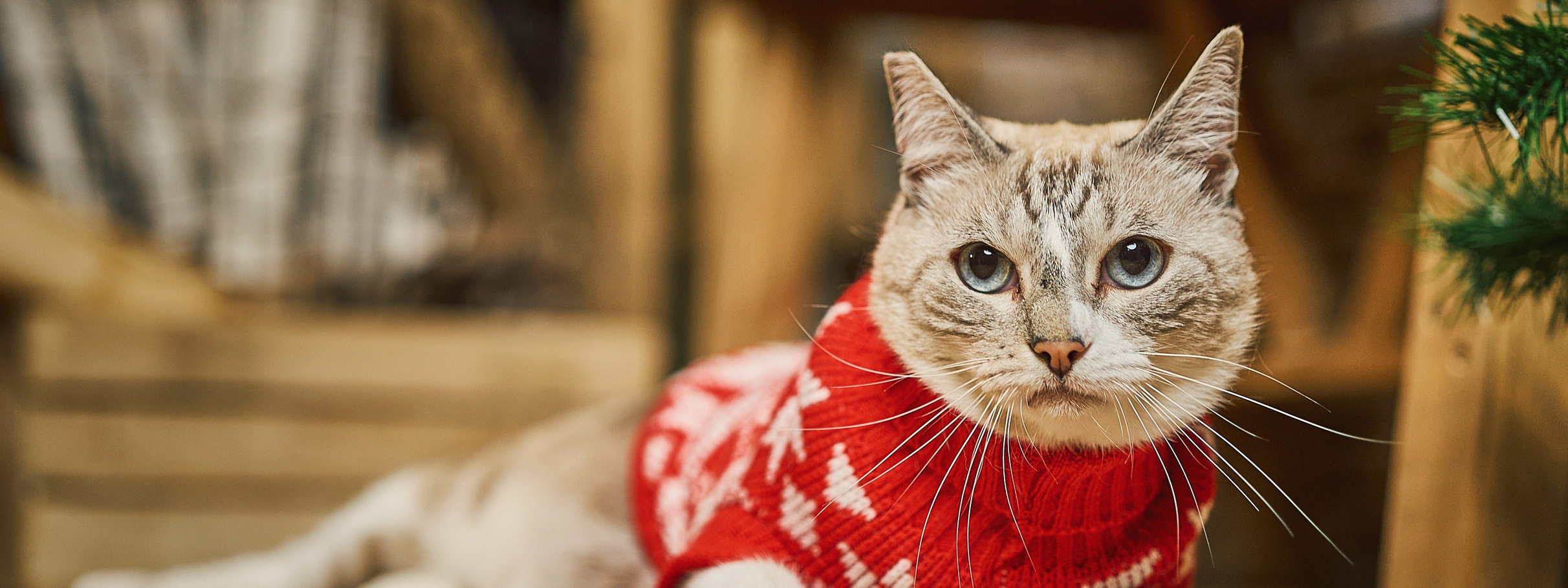 Gato con abrigo navideño