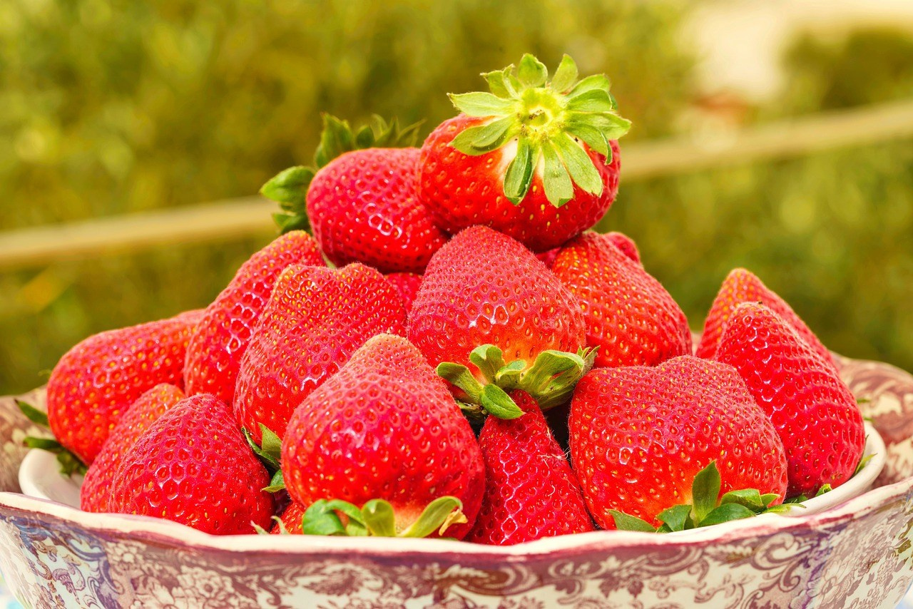 Healthy strawberry plants thriving after Grow Peat Organic Fertilizer application Kenya