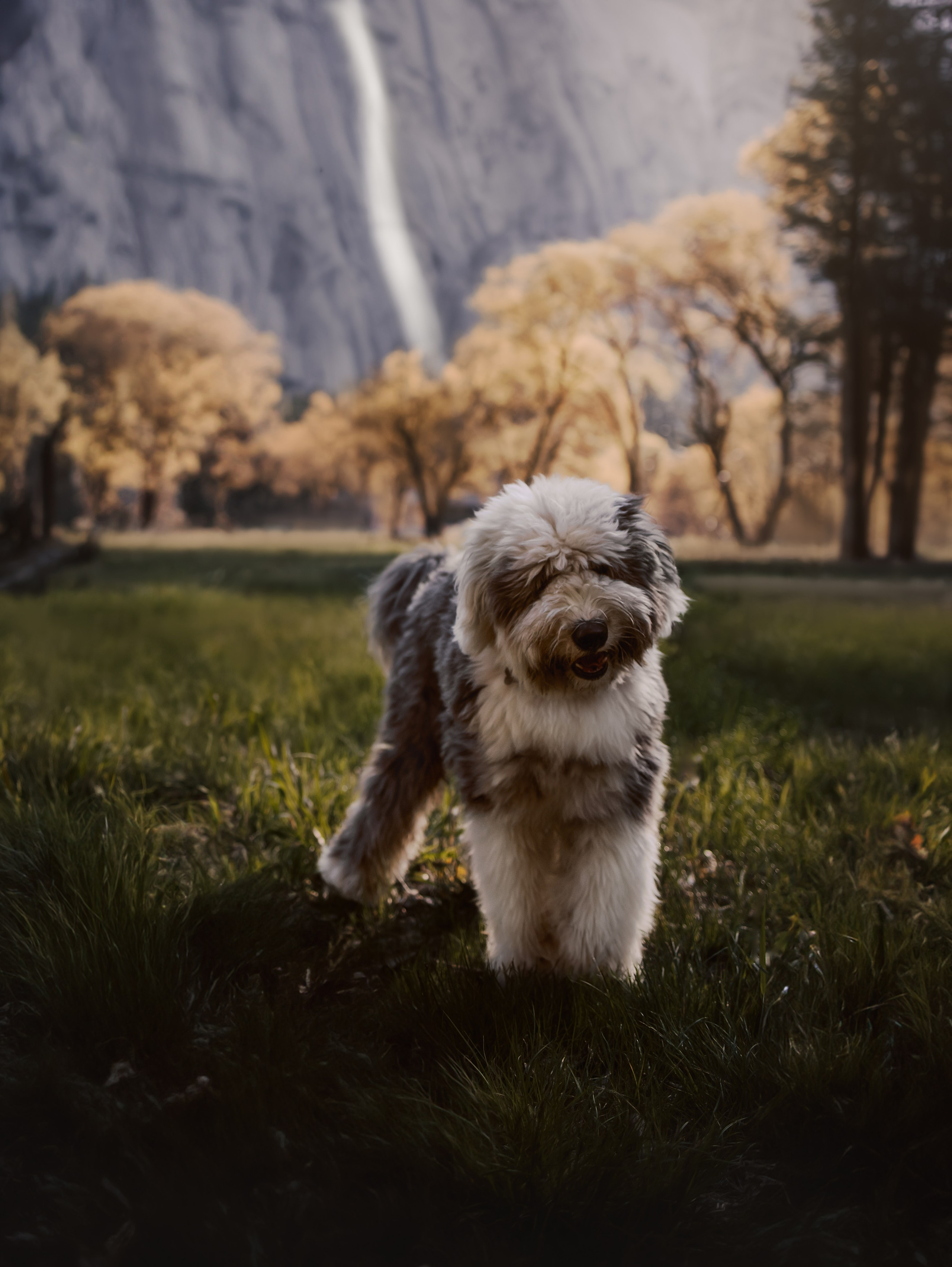 Q & A. Pet Photographer Viktoriya Aleshenko