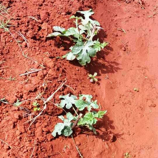 Grow Peat Organic foliar fertilizer samples. Boost Plant Growth with Organic Fertilizers: Our Effective Solution