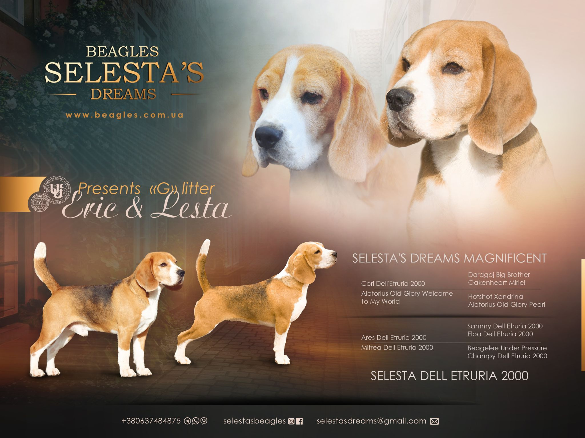 Puppies. Питомник биглей Selesta’s Dreams