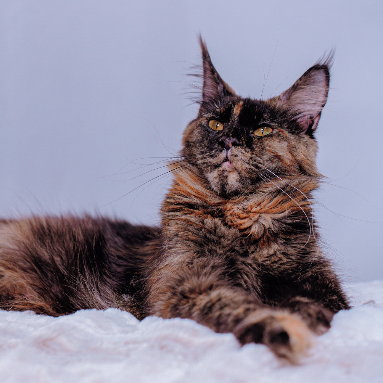 Senator Hunter. Senator Cat — Maine Coon cattery