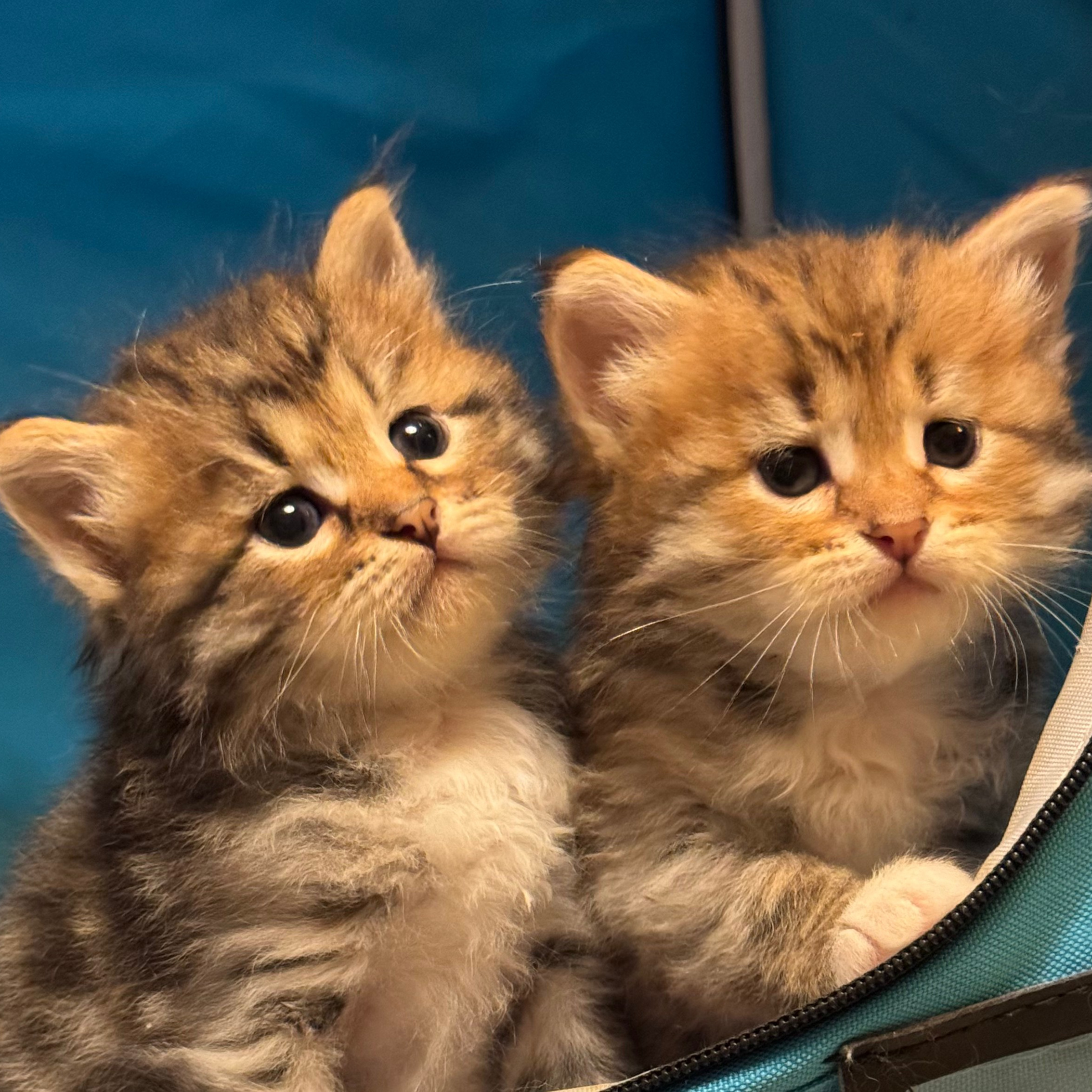 LEMON GREEN SIBERIANS CONTACT