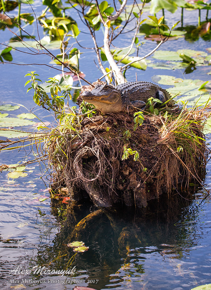 Программа Тура. Alex Mironyuk Photography