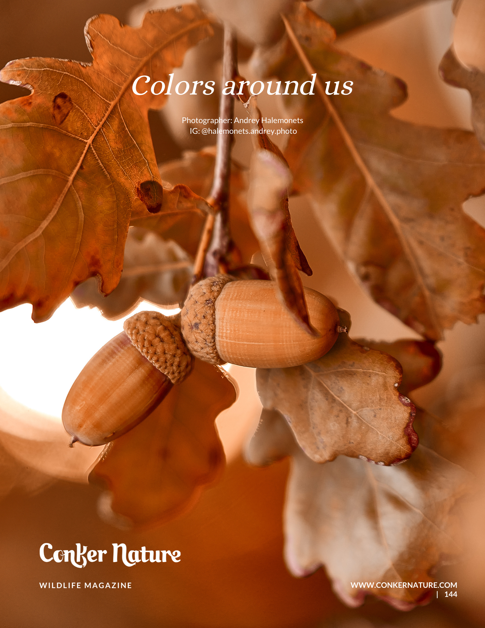 Жёлуди на дереве, осеннее фото.