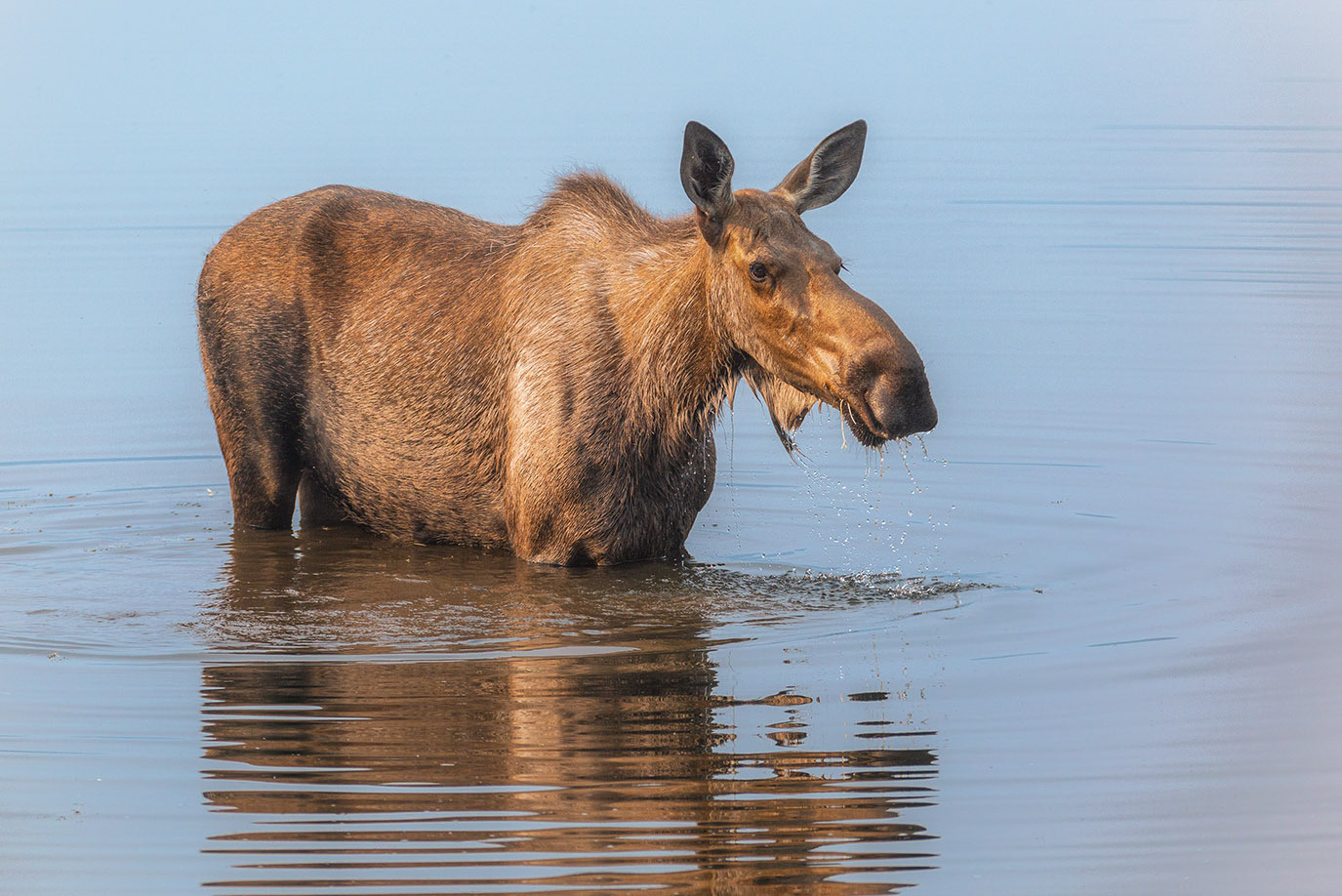 Best Of Alaska. Alex Mironyuk Photography
