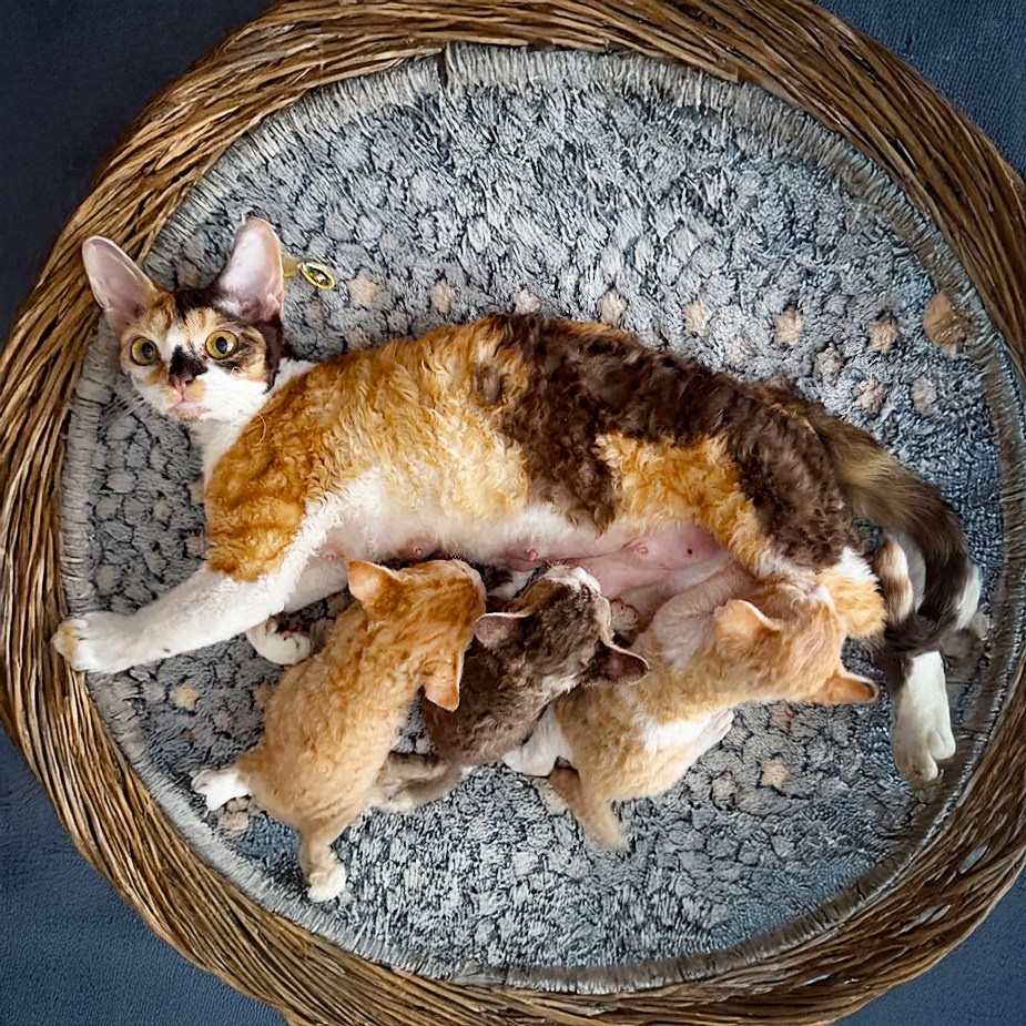 KITTENS. Devon Rex Pixie Cattery
